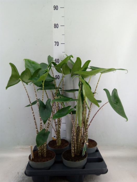 <h4>Alocasia zebrina</h4>