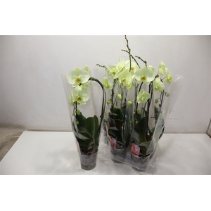 Phal El Cascade Mint Green
