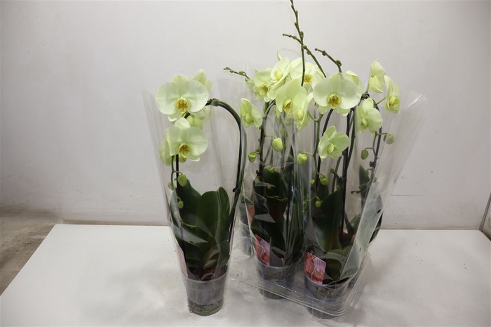 <h4>Phal El Cascade Mint Green</h4>
