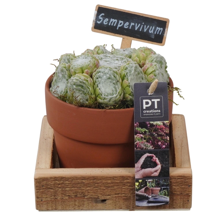 <h4>PTS7401 Arrangement Sempervivum in terracotta pot in houten onderkant</h4>