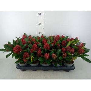 Skimmia jap. 'Rubella'