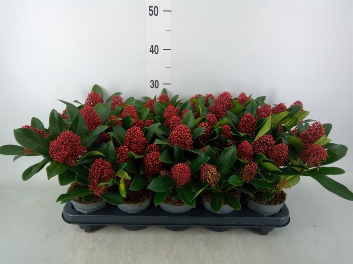 <h4>Skimmia jap. 'Rubella'</h4>