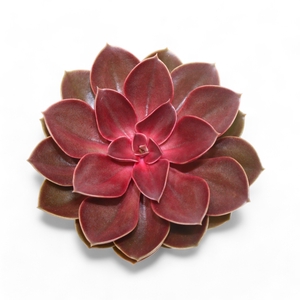 Echeveria Red Ruby Cutflower