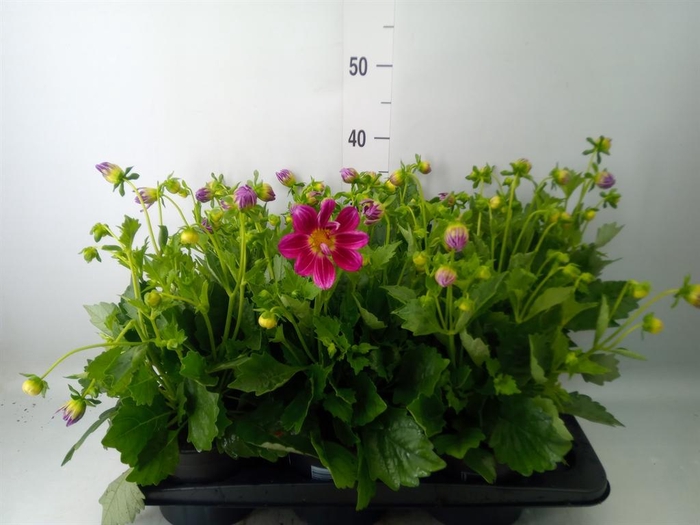 <h4>Dahlia   ...</h4>