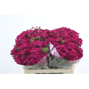 Di Barb Am Neon Cherry