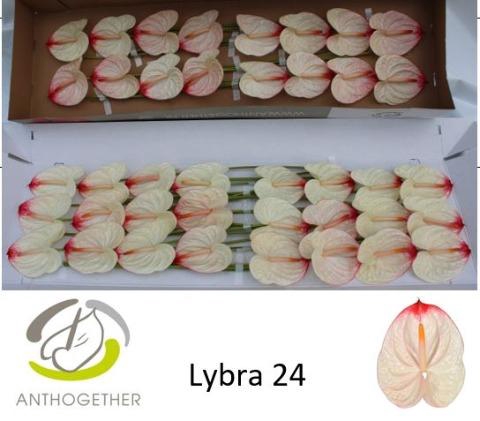 <h4>Anthurium Lybra</h4>