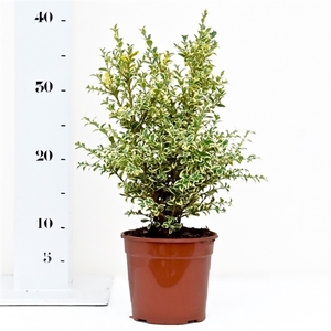 Buxus sempervirens 'Elegans' 25-30cm struik