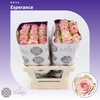 Rosa gr Esperence