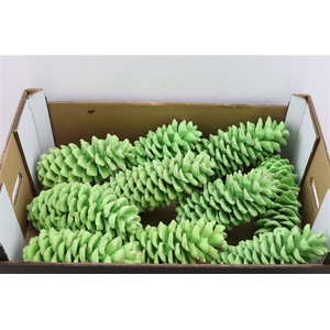 Wax Sugar Pine Gl Groen Mint