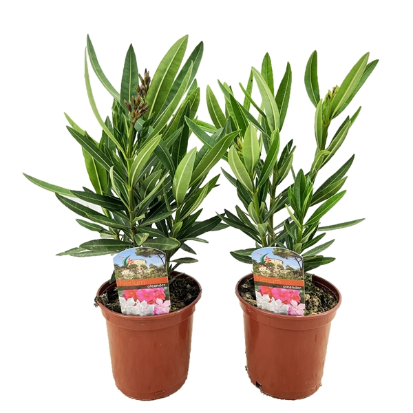 <h4>Nerium oleander</h4>