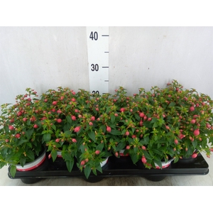 Fuchsia  'Bella Fuchsia Evita'