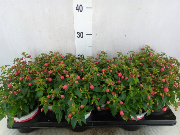 <h4>Fuchsia  'Bella Fuchsia Evita'</h4>