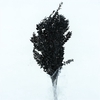 Pres Ruscus Soft Bleached Black Per Stem