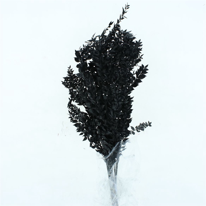 <h4>Pres Ruscus Soft Bleached Black Per Stem</h4>