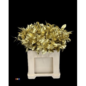 Ruscus Gold