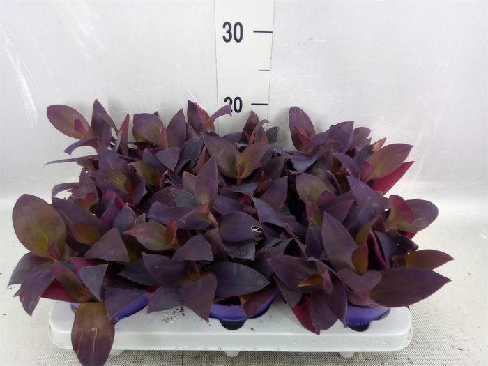 Tradescantia   ...