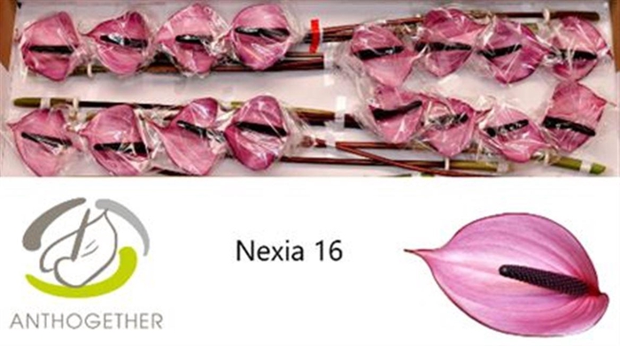 <h4>Anth A Nexia</h4>