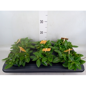 Peperomia pros. 'Pixie'