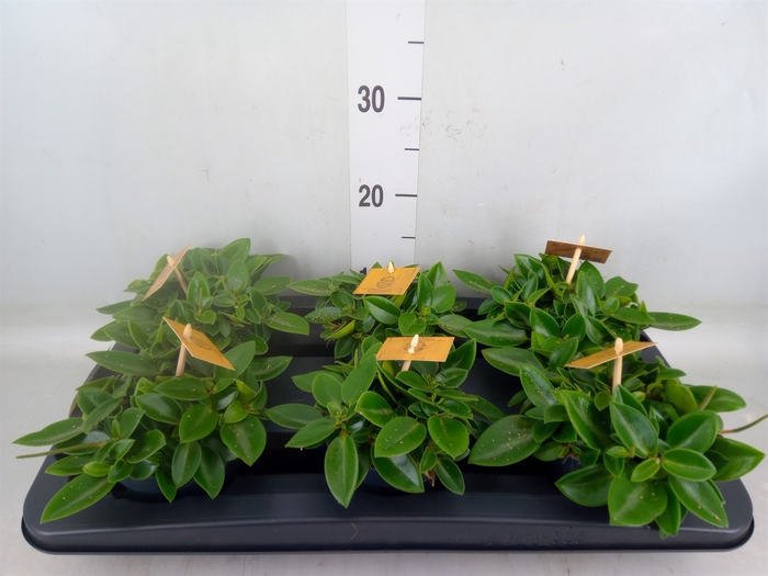 <h4>Peperomia pros. 'Pixie'</h4>