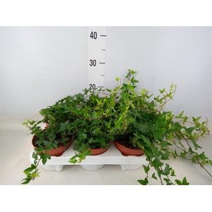 Hedera helix 'Shamrock'