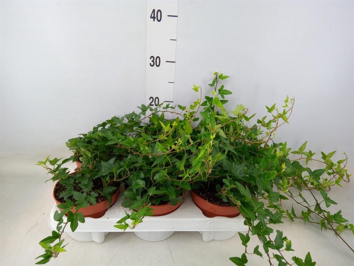 <h4>Hedera helix 'Shamrock'</h4>