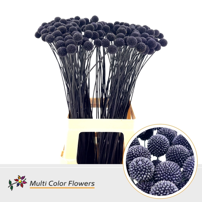 <h4>Craspedia Aubergine</h4>