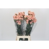 Dianthus St Honey