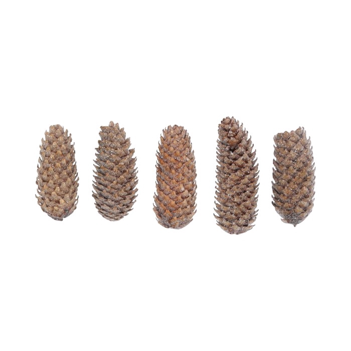 <h4>Pinecone Spruce Sugared 5 Pcs Slv L19W12H14</h4>