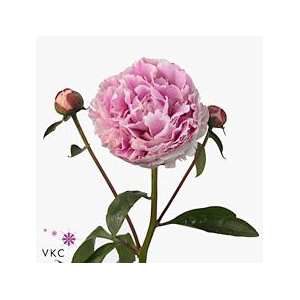 Paeonia sarah bernhardt
