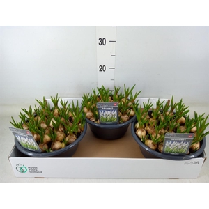 Muscari  'Casablanca'