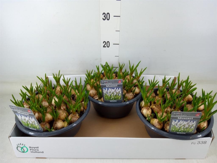 <h4>Muscari 'Casablanca'</h4>