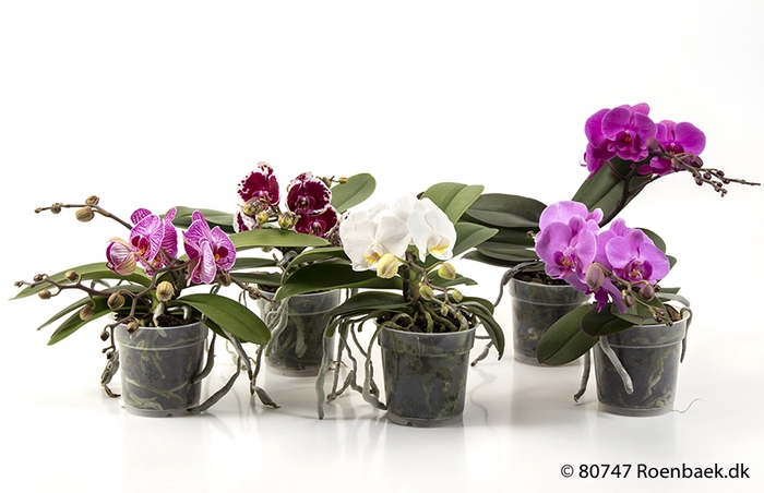 PHALAENOPSIS-HYBRID p12