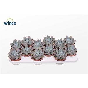 Graptoveria Opalina