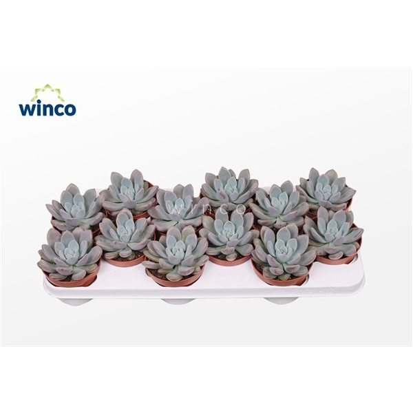 <h4>Graptoveria Opalina</h4>
