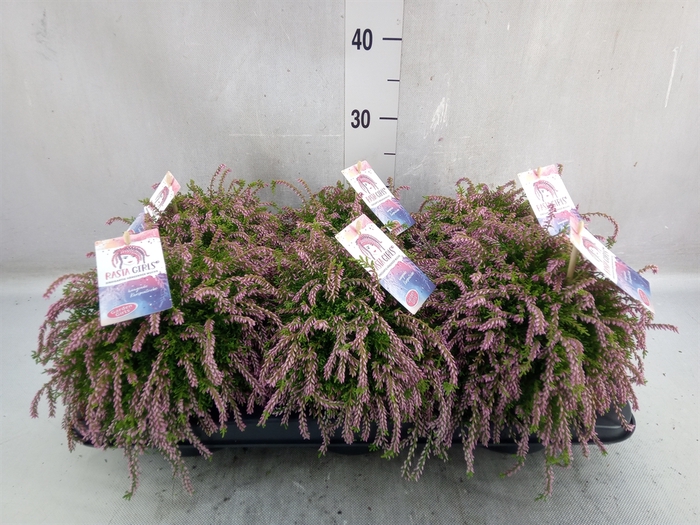 <h4>Calluna vulg. 'Garden G Rasta Girl'</h4>