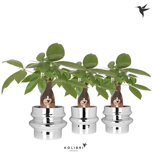 Kolibri Greens Pachira in Chrome pot mix