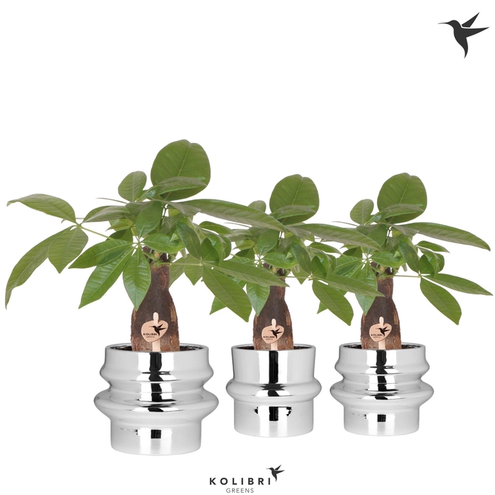 <h4>Kolibri Greens Pachira in Chrome pot mix</h4>