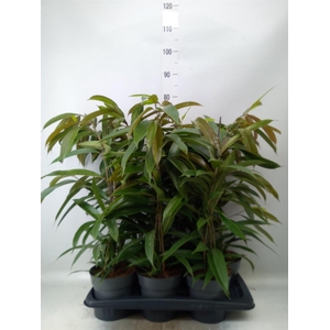 Ficus binn. 'Amstel King'
