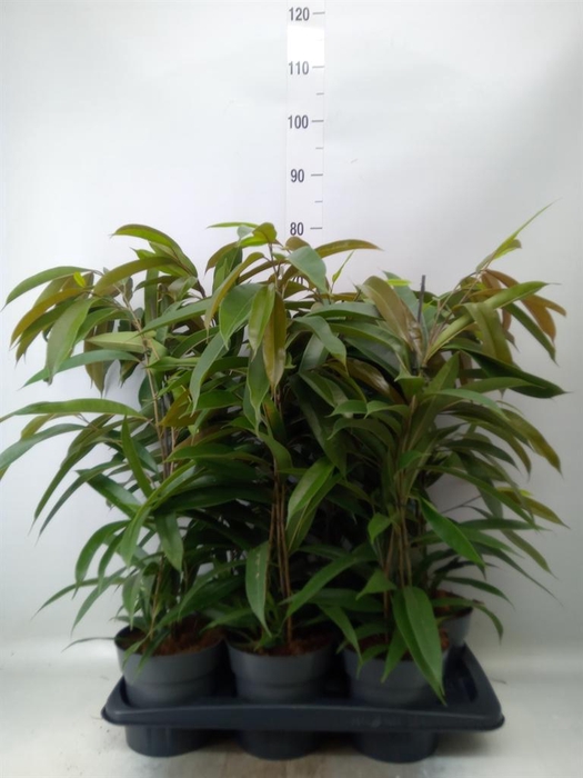 <h4>Ficus binn. 'Amstel King'</h4>