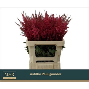 ASTIL AR PAUL GAARDE ANGEBOT