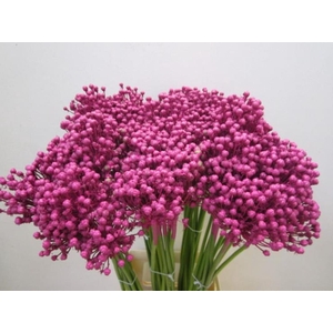 Allium Zaadbollen Cerise