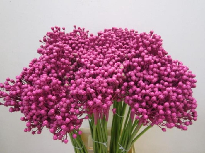 <h4>Allium Zaadbollen Cerise</h4>