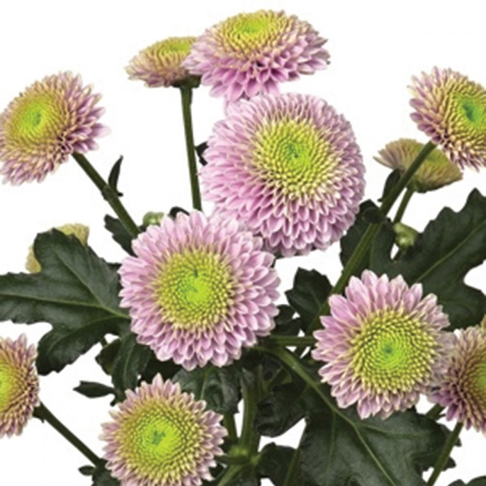 <h4>CRISANTEMO SANTINI JEANNY PINK 080 CM VERDE/ROSA</h4>