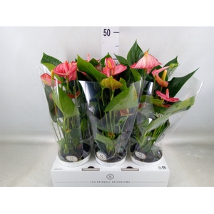 Anthurium andr. 'Livium  Brillante'