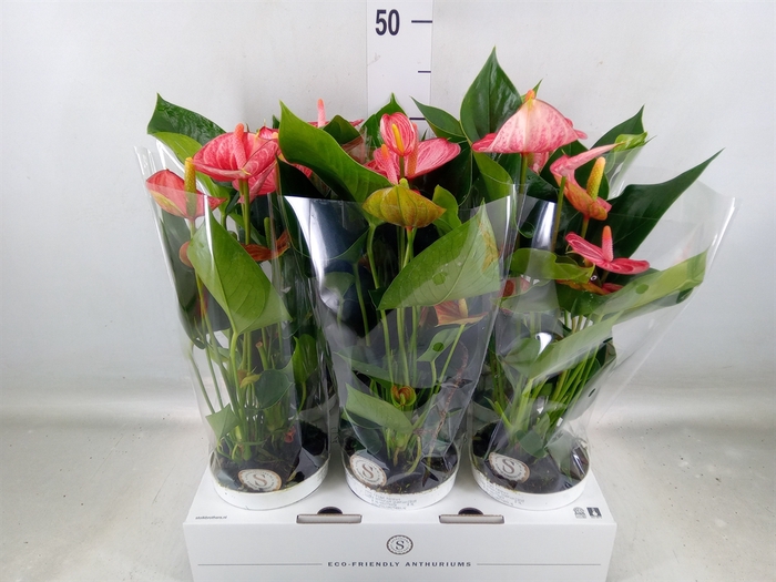 <h4>Anthurium andr. 'Livium  Brillante'</h4>