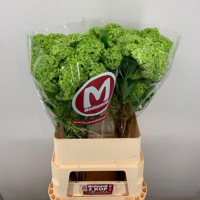 <h4>Viburnum Greenhouse 2 Kop Mediaverdi</h4>
