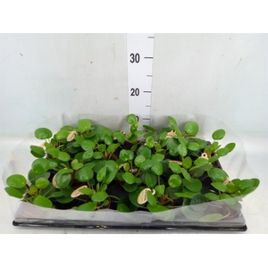 Pilea peperomoides