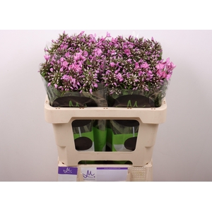 PHLOX P PINK EYES