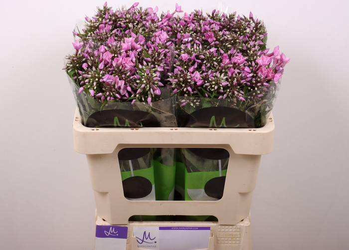 <h4>PHLOX P PINK EYES</h4>