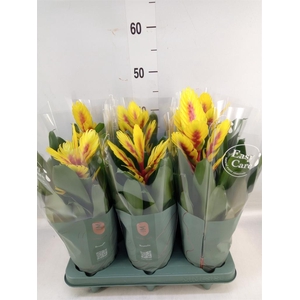 Vriesea  'Intenso Yellow Flame'